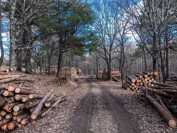 В Национальном парке «Святые горы» вырубили 4,5 тысячи сосен, прокуратура подсчитала ущерб