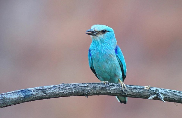 В Украине  нашли уникальную голубую птицу