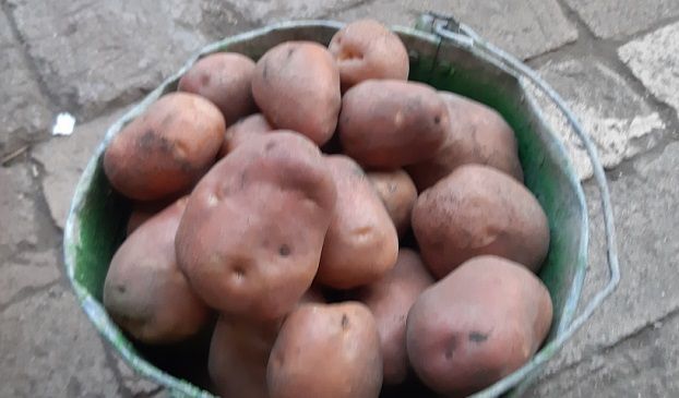 В Украине осенью цены на картофель могут побить все рекорды