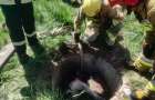 Упал в колодец: В Краматорском районе травмировался теленок