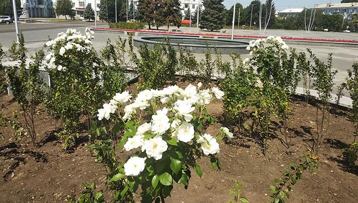 У Краматорську висадять троянди: на озеленення витратять майже 600 тисяч