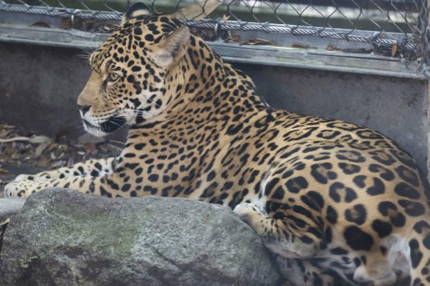 В США ягуар после побега из клетки устроил кровавую охоту на животных в зоопарке 