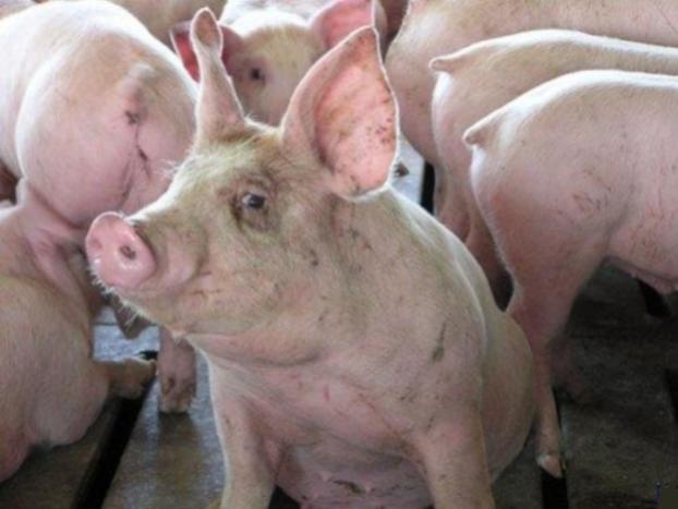 На Донетчине выявлен очередной случай чумы свиней