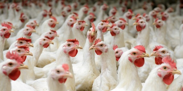 На украинской курятине появится маркировка «без антибиотиков»