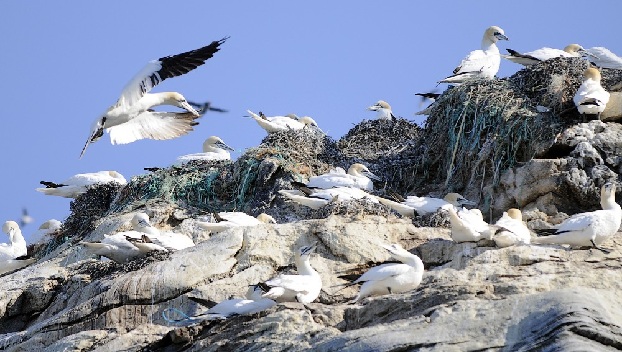 Пластиковый мусор обнаружили даже в Арктике 