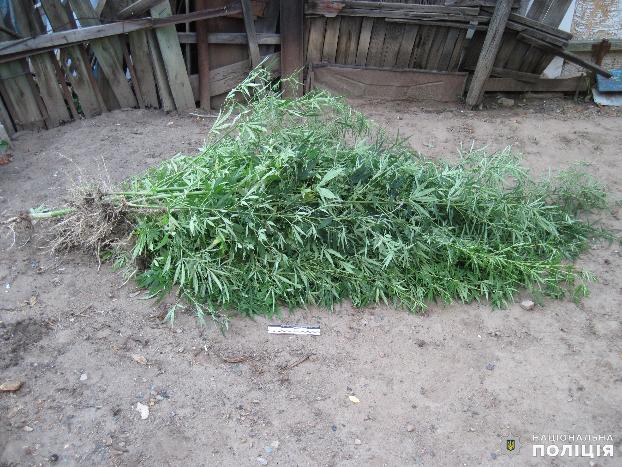 В Дружковке мужчина выращивал двухметровые кусты конопли