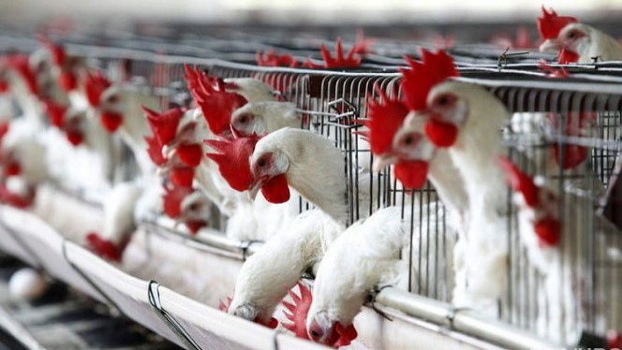 Китай отменил запрет на ввоз продуктов украинского птицеводства