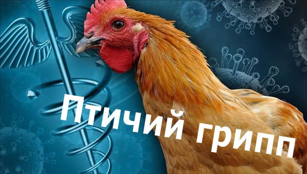 Рядом с Крымом зафиксировали птичий грипп 
