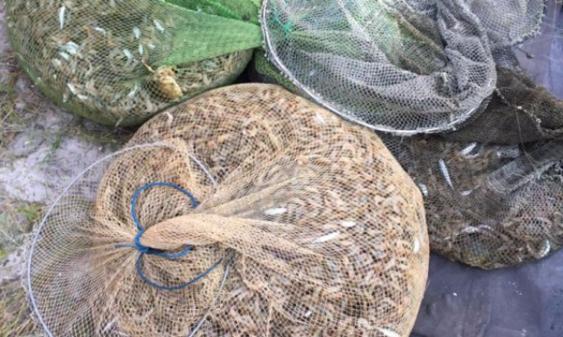 На Кинбурнской косе браконьеры незаконно выловили крабов и креветок на 5 миллионов гривень