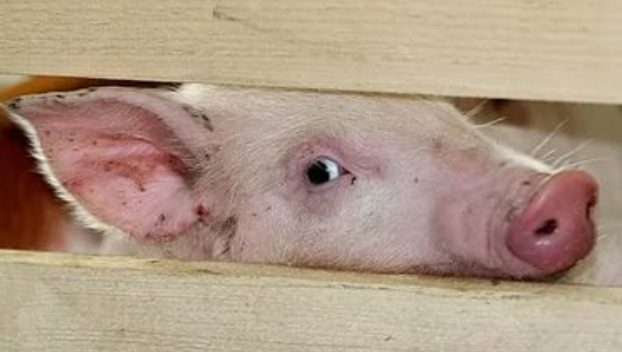 Беларусь ограничила поставку донецкой свинины 