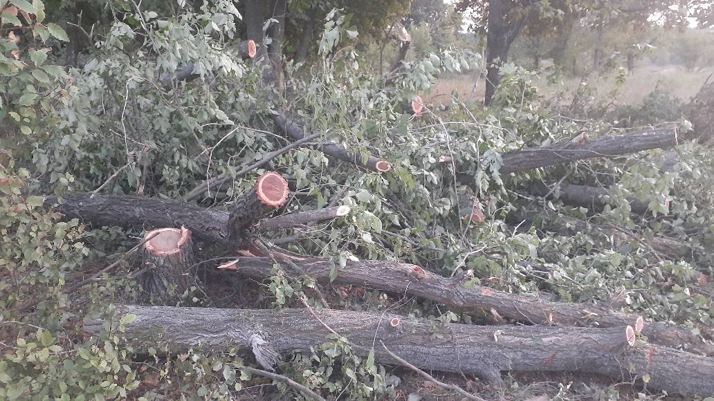 Вырубку деревьев возле стадиона в Константиновке прокомментировал городской голова Олег Азаров