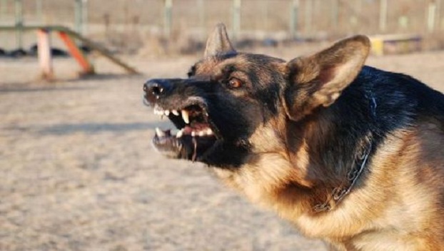 В Херсонской области бродячие собаки чуть не загрызли девушку