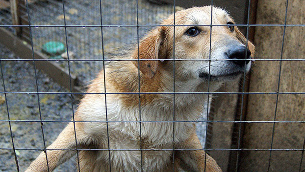 Через десять дней в Бахмуте решат судьбу приюта для животных