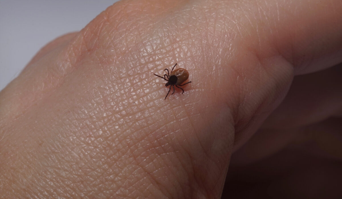 В Дружковке за неделю — три случая укусов животных и два случая болезни Лайма