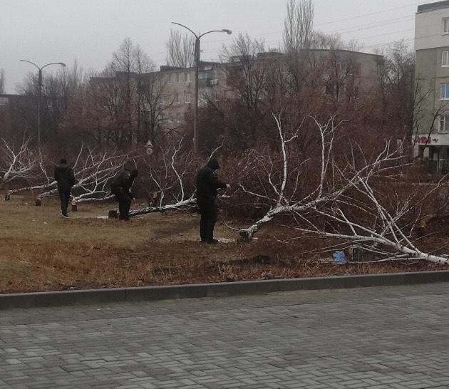 Под покровом ночи: В Константиновке незаконно вырубили больше десяти деревьев