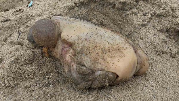 Ученые озадачены: На пляже в Калифорнии нашли неизвестное существо 