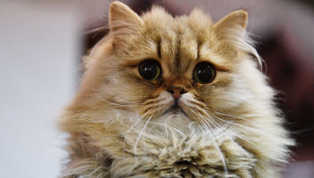 В США прекратили научные эксперимента на кошках