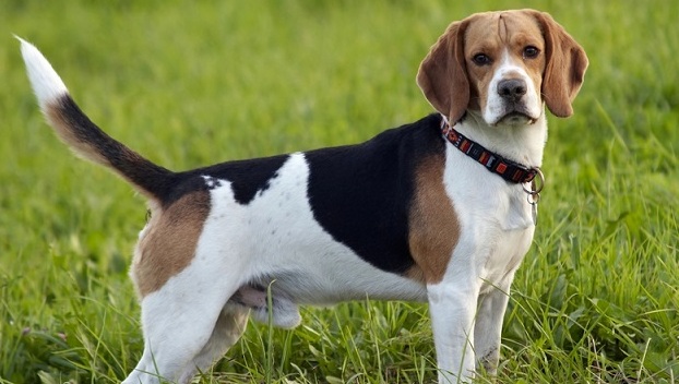 В Испании придумали новый способ поиска безответственных хозяев собак