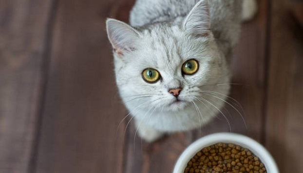 Каким кормом кормить свою кошку