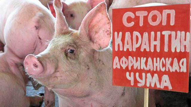 Карантин: В Полтавской области приняли меры против чумы свиней