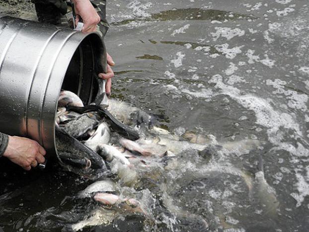 В водоемы Донетчины запустили ценные виды рыб