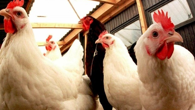 Мясо птицы из Польши запрещено поставлять в Украину 