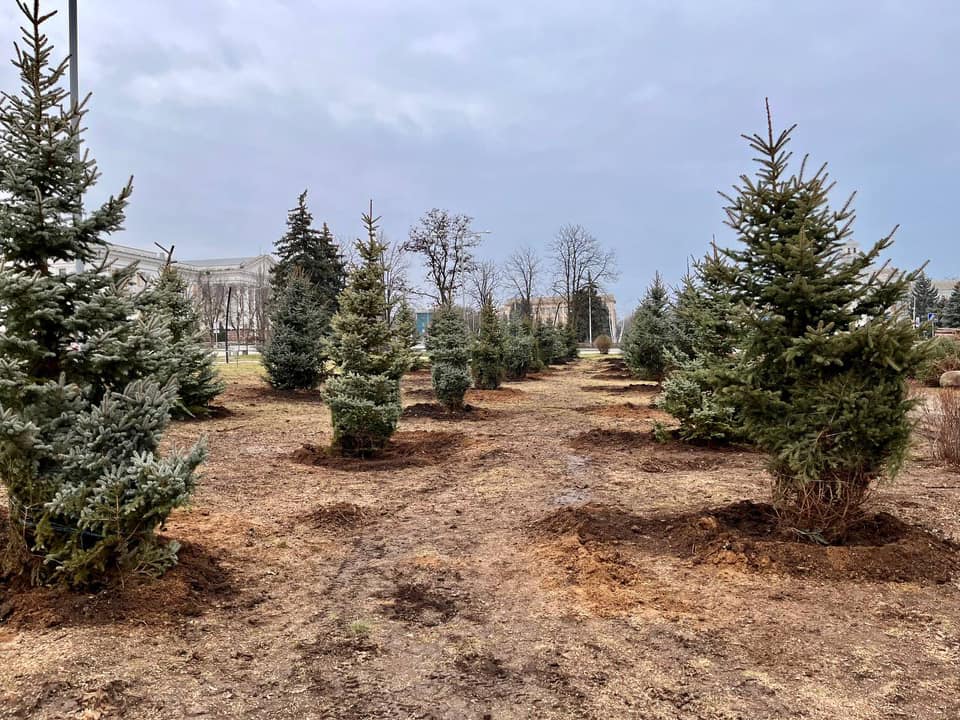 В Краматорске на месте аварийных елок высадили новые