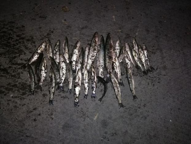 Браконьер в Мариуполе нанес ущерб рыбному хозяйству на 22 тысячи
