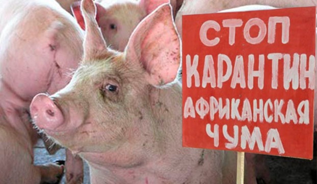  Африканская чума свиней уже в Харьковской области!