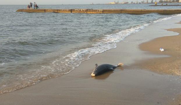 В Мариуполе на берег выбросило мертвого дельфина 