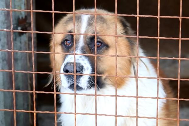 Приют для бездомных животных в Мирнограде нуждается в поддержке