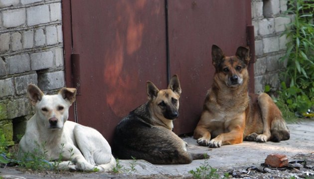 Ситуация с бездомными животными в Константиновке значительно ухудшилась