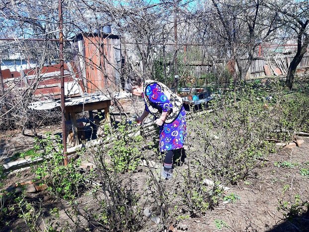 Жительница Константиновки рассказала, как вырастить хороший урожай ягод