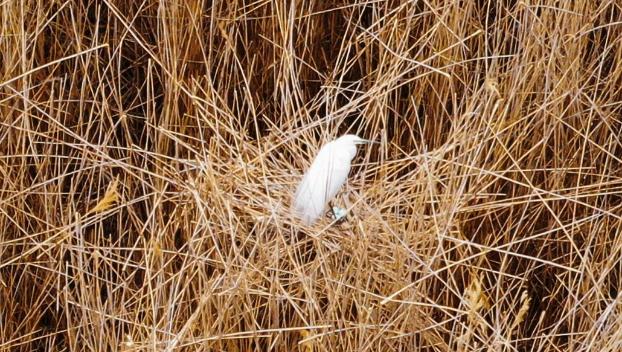 Белые цапли строят гнезда в региональном парке Клебан-Бык
