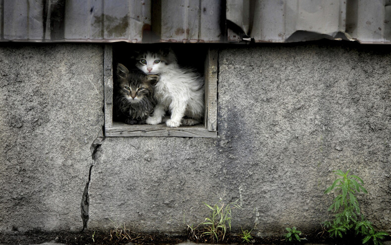 В Краматорске петиция о защите уличных кошек набрала нужное количество голосов
