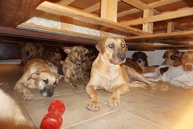 На Багамах женщина укрыла в своем доме от урагана «Дориан» почти сотню собак