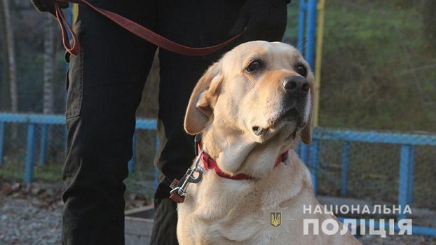 Как служебные собаки помогают находить на Донбассе замаскированное оружие