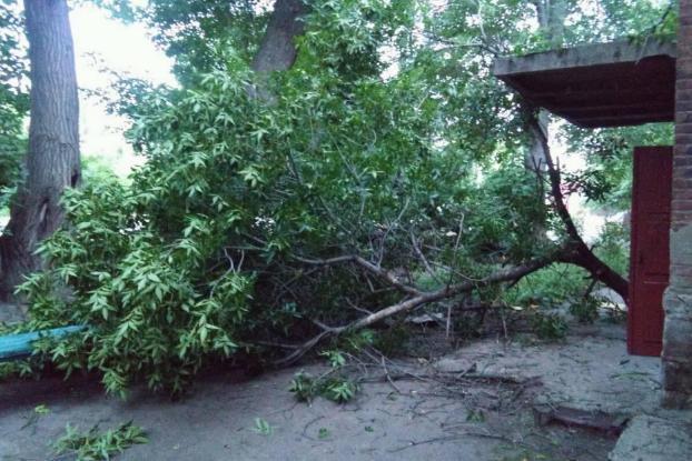 В Краматорске рухнуло старое дерево: жители винят коммунальщиков