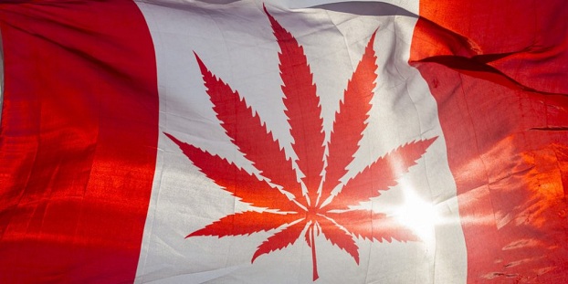 Сенат Канады легализовал марихуану