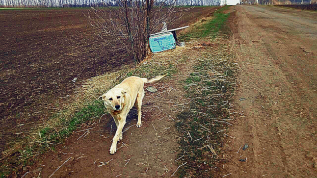 Украинский пес Хатико все еще ждет хозяина