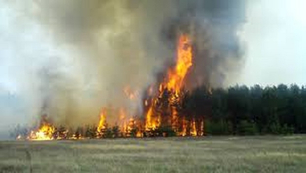  На Донбассе загорелся лес 