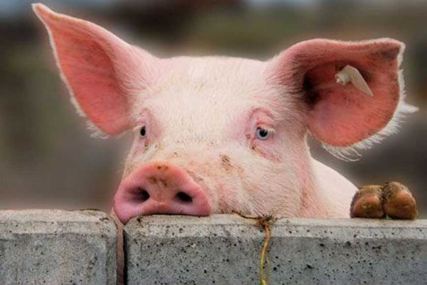 На Донетчине зафиксирован новый случай заболевания африканской чумой свиней