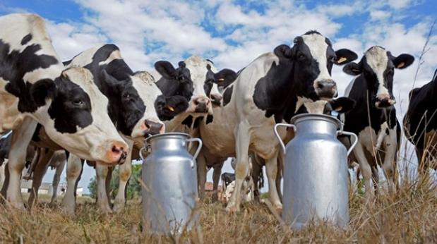 Больше чем на 20 тысяч уменьшилось на Донбассе поголовье крупного рогатого скота