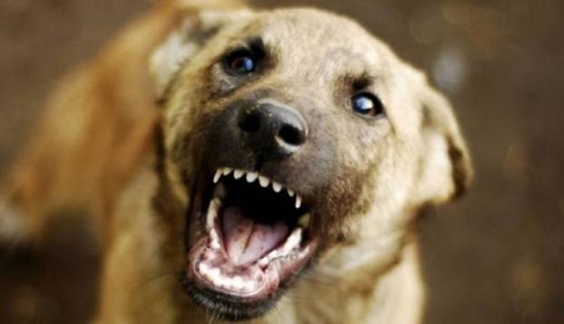 В Дружковке за неделю собаки шесть раз нападали на людей