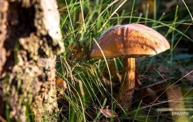 На Буковине пятеро людей отравились грибами