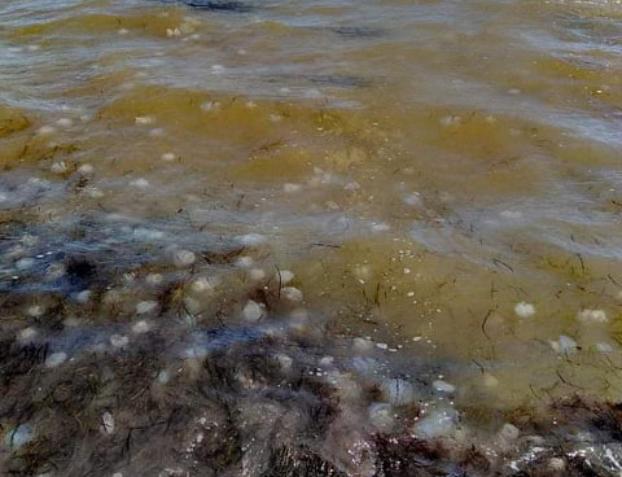 В Азовском море очередное нашествие медуз (ФОТОФАКТ)