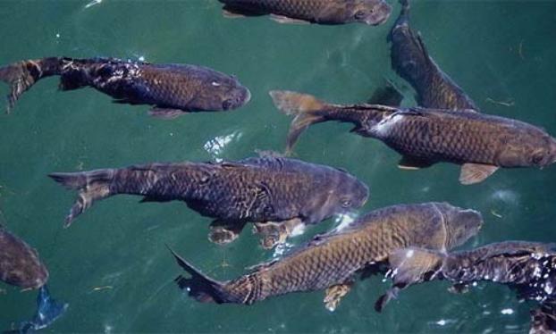 В Мариуполе сняли запрет на ловлю рыбы