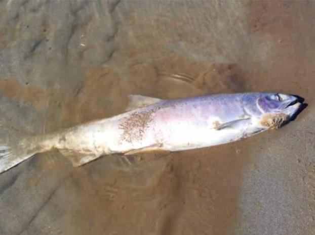 У берегов Аляски массово гибнет рыба из-за аномальной температуры