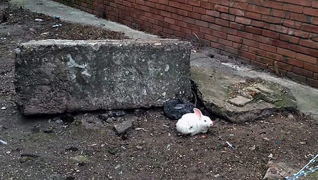 В Краматорске по улице разгуливали кролики