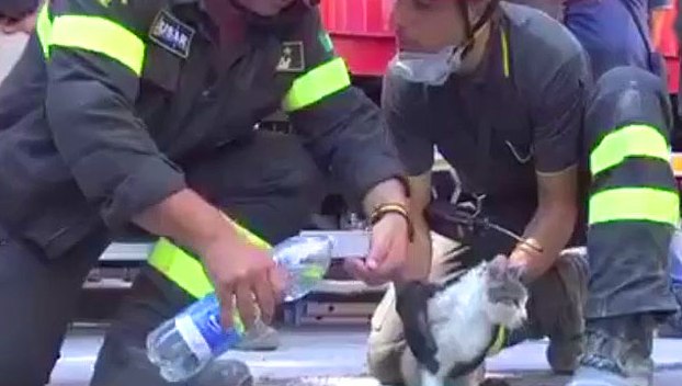 Животное спасли через месяц после катастрофы